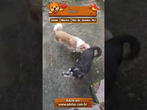 Vídeo de Mingau