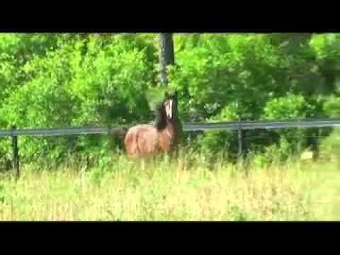 2012 Ajman Moniscione x Kajora El Jamaal