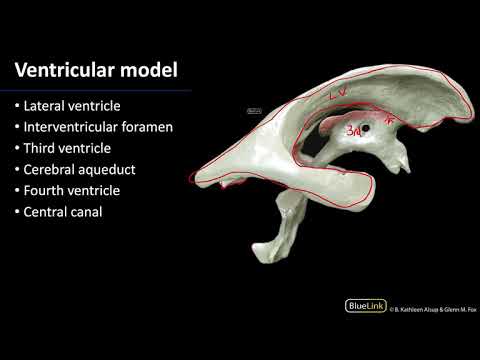 Ventricles - Dissection Supplement