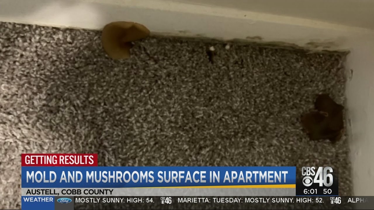 What does black mold look like on mushrooms? Tipseri