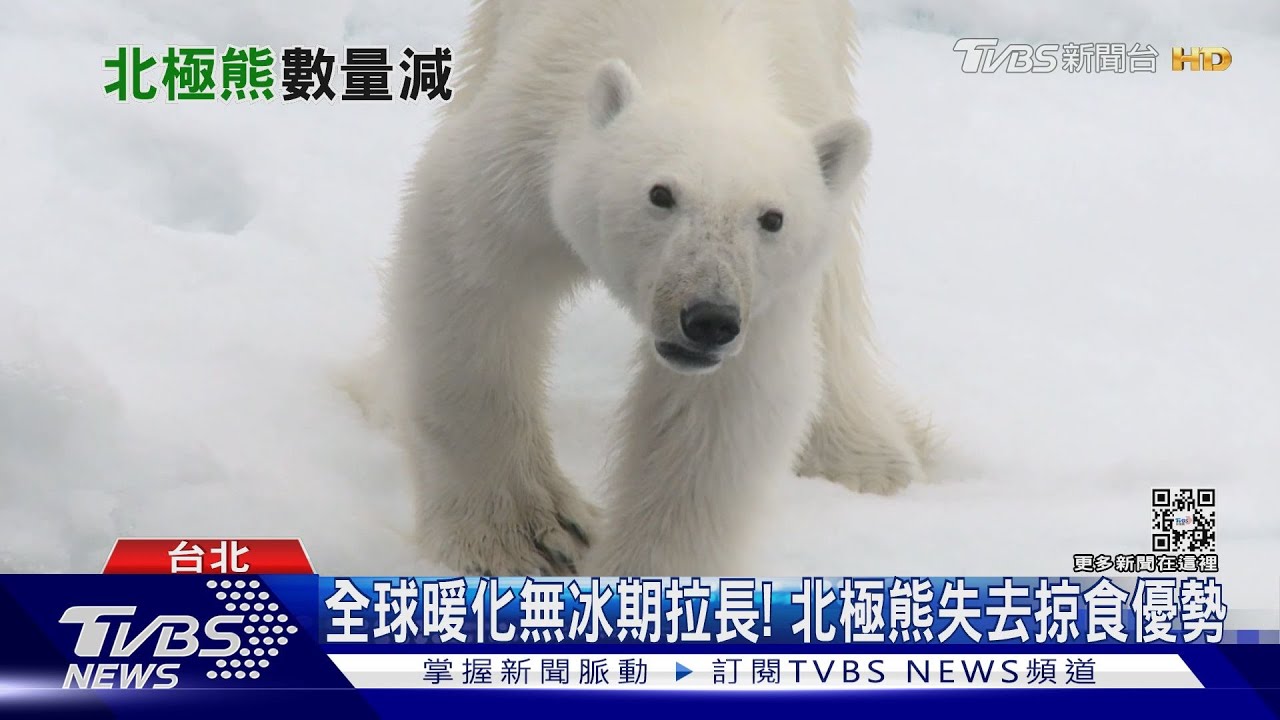 氣候變遷衝擊棲地! 北極熊本世紀末恐滅絕