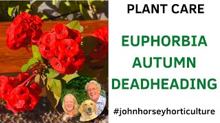 HOW TO DEADHEAD EUPHORBIA MELLIFERA - AUTUMN CUT BACK