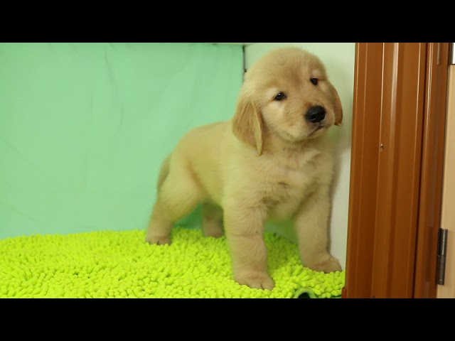 (子犬) 犬種:ゴールデン・レトリーバー 男の子 ブリーダー マロニエケンネル MARRONNIER KENNEL k2523の画像