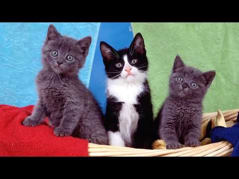 Three Little Kittens Went Out To Eat    Nursery Rhymes