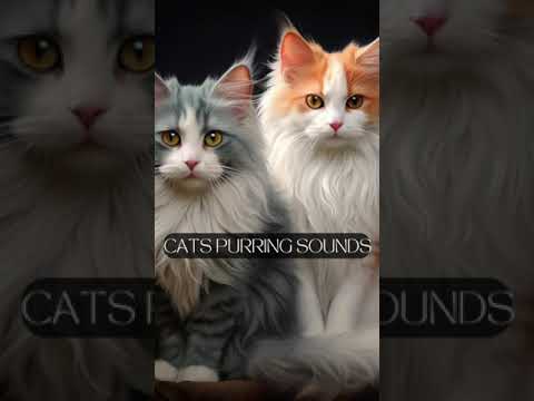 Happy Cat Purring Smoothly- PURE BLACK SCREEN- 3 HOURS