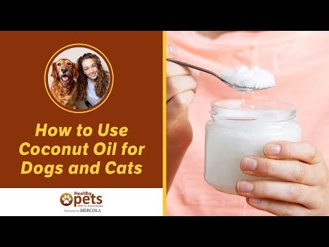 Using Coconut Oil for Your Pets