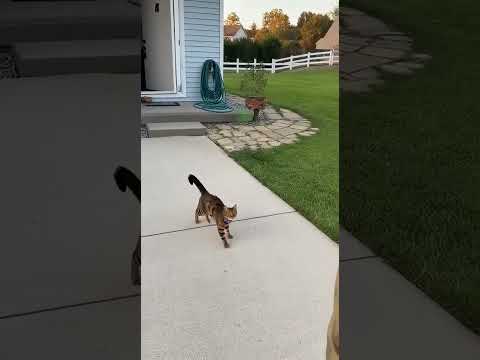 A soldier on leave for the first time in seven months is happy to see his cat sulking.