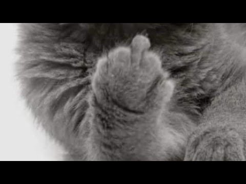 ,,Cytrynówka w moich kułkach"