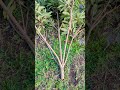 Want to Pick Fruit With No Ladder? Here's How #foodforest #pickingfruit #loquat #floridagardening