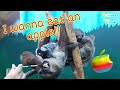 Common marmoset with sloths  She wants apple🍎