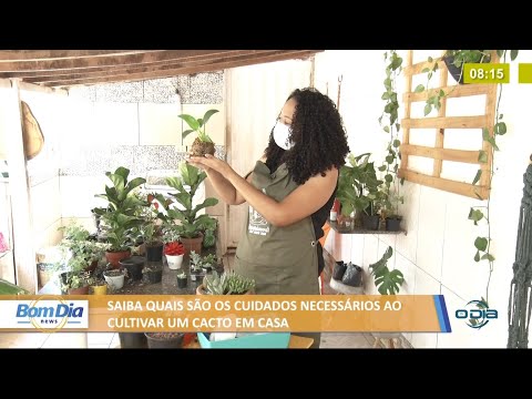 Saiba quais são os cuidados necessários ao cultivar um cacto em casa 02 06 2021
