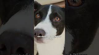 Video de Cucha casa para perro lavable razas medianas y grandes Rimax