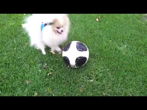 White pomeranian playing with a soccer ball