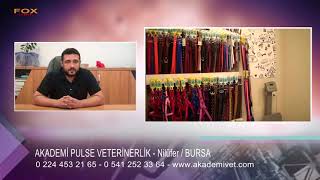 AKADEMİ PULSE VETERİNERLİK - BURSA NİLÜFER