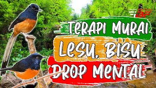Download lagu PANCINGAN TERAPI MENGOBATI MURAI BATU LESU MALAS BUNYI DROP MENTAL mp3