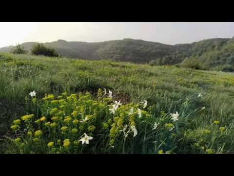 Mefailovo oro-Taško Grujovski, Toni Patrovski