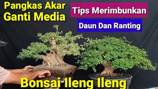 Download lagu Tips Merapatkan Ranting Dan Merimbunkan Daun Bonsai Ileng Ileng mp3