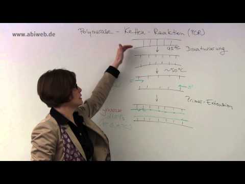 Polymerase Kettenreaktion - Abitur Biologie