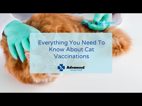 Everything You Need To Know About Cat Vaccinations