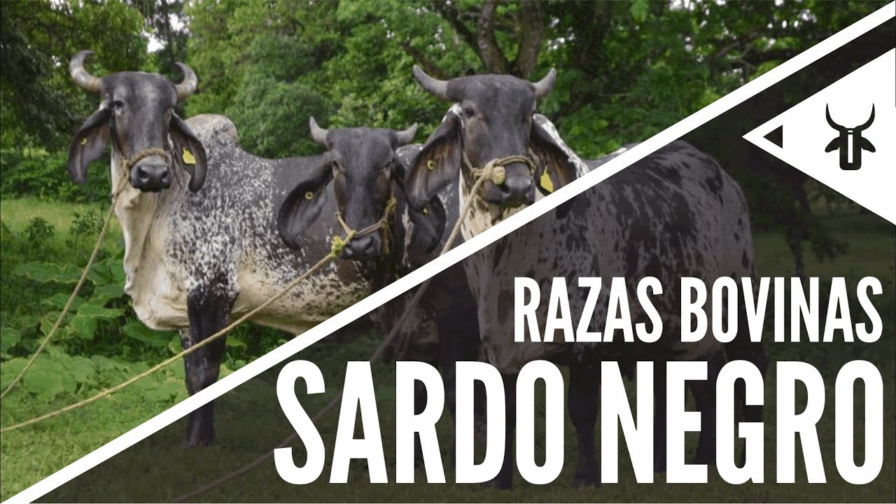 Sardo Negro | Razas bovinas