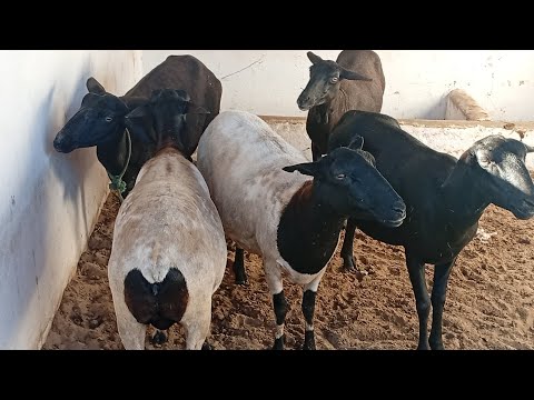 Feira de caprinos e Ovinos de Sumé PB 20/07/2026/ parte 2