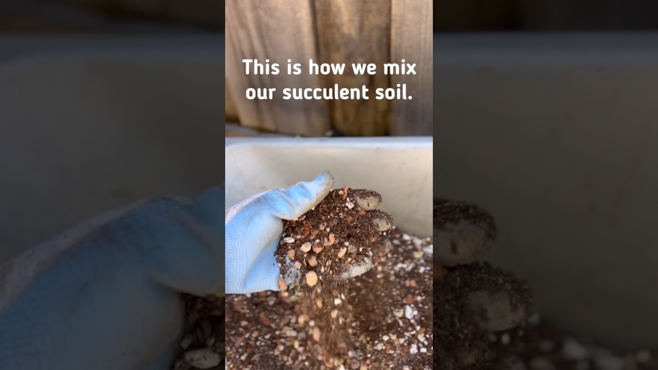This is how we mix our succulent soil. 🌵 #succulents