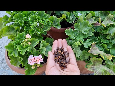 THE FOOD THAT INSTANTLY ENJOYS SARDONIA FLOWERS flower care