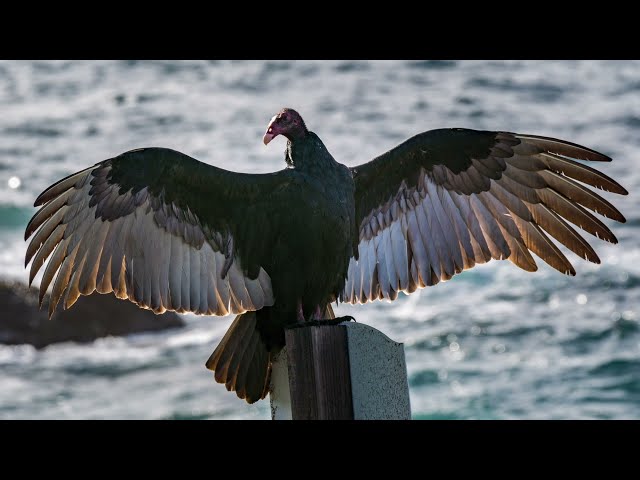 İngilizce'de turkey vulture Video Telaffuz