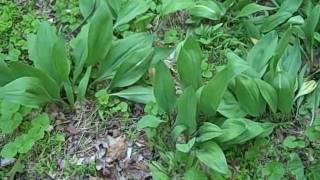 Ramps are Wild Onions
