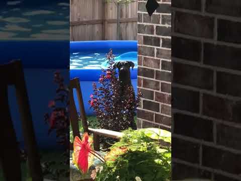 Dog Discovered In Swimming Pool 0 Dog Discovered In Swimming Pool
