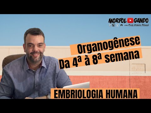 Period of Organogenesis - From the Fourth to the Eighth Week of Human Development
