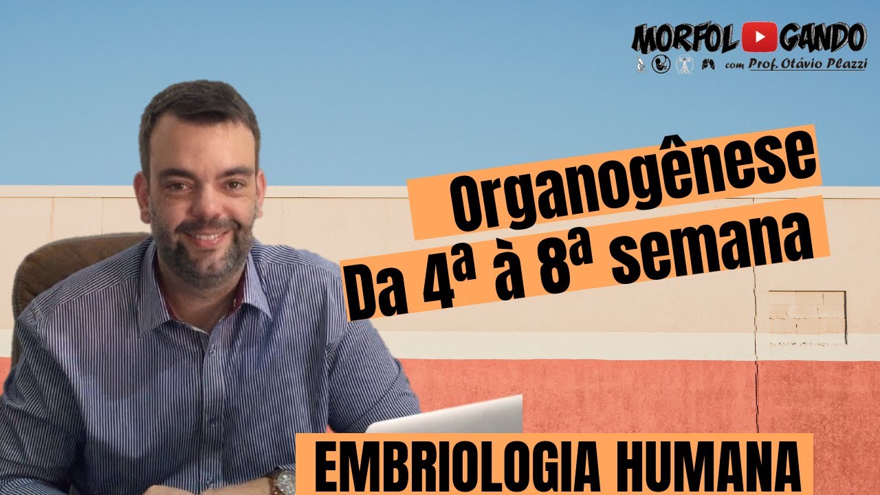 Período da Organogênese - Da Quarta à Oitava Semana do Desenvolvimento Humano