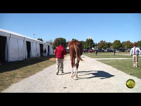 Hip 1163 Rapid City Kitty 17