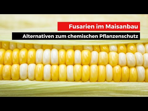Fusarien im Maisanbau - wie gut sind die Alternativen zum chemischen Pflanzenschutz?