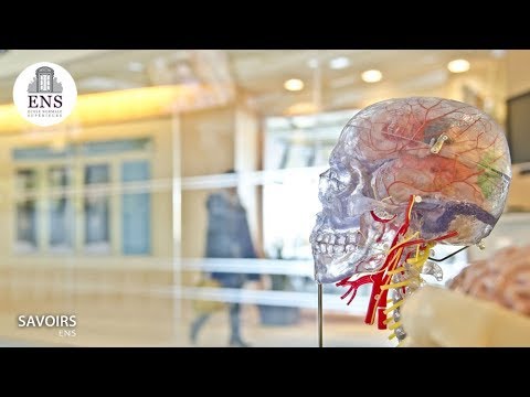 Apprendre par ses succès et ses erreurs - Stefano Palminteri (audio)