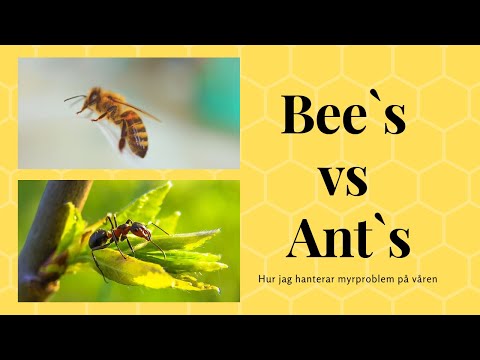 Problem med myror på våren