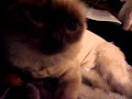 My 5 Month Old Birman Girl Starting To Wake Up After Being Neutred