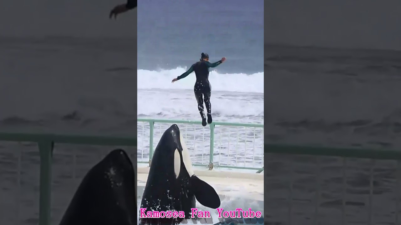 ラビーと一心同体!! #Shorts #鴨川シーワールド #シャチ #kamogawaseaworld #orca #killerwhale