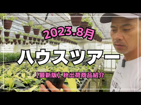 園芸 グリーンアニス、ピンピネル、オフィシナルアニス、栽培アニス