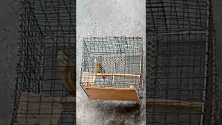 Download lagu Suara burung ciung air gacor mp3