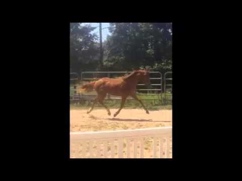 FOR SALE/ TOP PROSPECT By Flourianus ll Out of Saphron( Ideal x Frohwind) Sire FEI Stallion