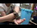 フクロモモンガ 国内CB♂懐っこいです♪のYouTubeサムネイル画像