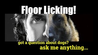 Dog Obsessively Licks Floor- ask me anything - Dog Training and Behavior