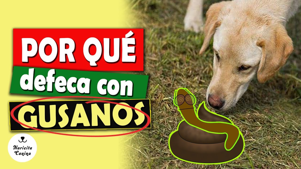 Watch Por qué mi perro HACE CACA con GUSANOS Now Por qué mi perro HACE CACA con GUSANOS