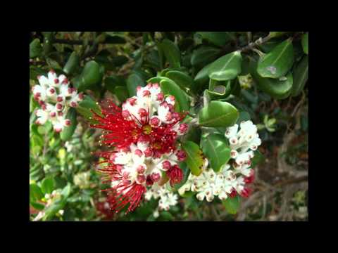 Um Grande Amor- Rosária Meireles  Milita Meireles---Fernanda de Castro