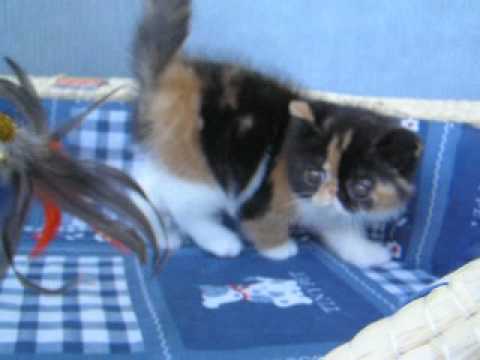 exotic kitten: Black Pearls Nikoletta_2