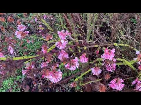 Duftender Schneeball