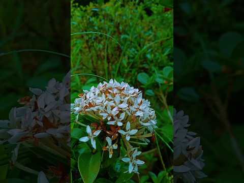 surah AL KAUTHAR 💟💚🥀 #surahkawthar #egzonibrahimi #nature @egzonibrahimiofficial1977