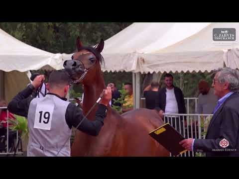 N 19 FARAH SAMJAD   Lebanese Arabian Horse Championship 2023   Fillies 3 Years Old Class 3