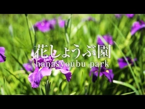 小鹿野町観光PV「花しょうぶ園」